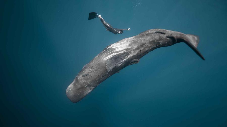 Whale and Diver