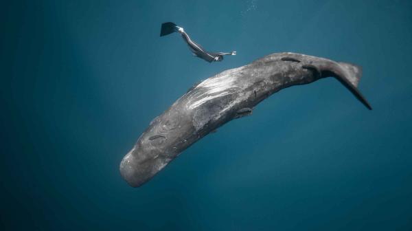 Whale and Diver